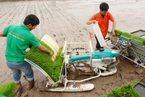 Cơ giới hóa toàn bộ từ làm đất tới thu hoạch
