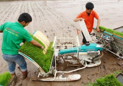 Cơ giới hóa toàn bộ từ làm đất tới thu hoạch
