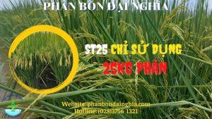 Cung cấp trồng giống lúa ST25 chất lượng
