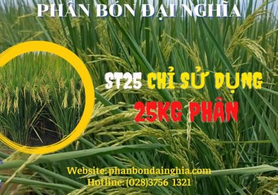 Cung cấp trồng giống lúa ST25 chất lượng