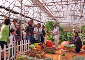 Rau sạch công nghệ cao Đà Lạt