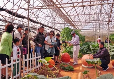 Rau sạch công nghệ cao Đà Lạt