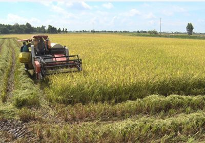 Thu hoạch lúa bằng máy gặt đập liên hợp