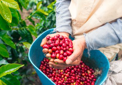 Trang trại Cà phê Buôn Ma Thuột