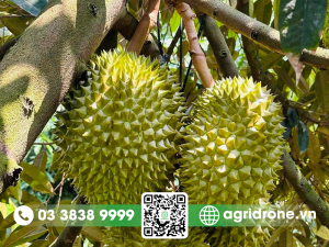 Vườn sầu riêng Ri6 Tiền Giang
