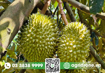 Vườn sầu riêng Ri6 Tiền Giang